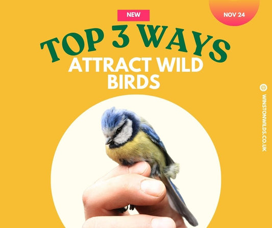TOP 3 ways to attract wild birds