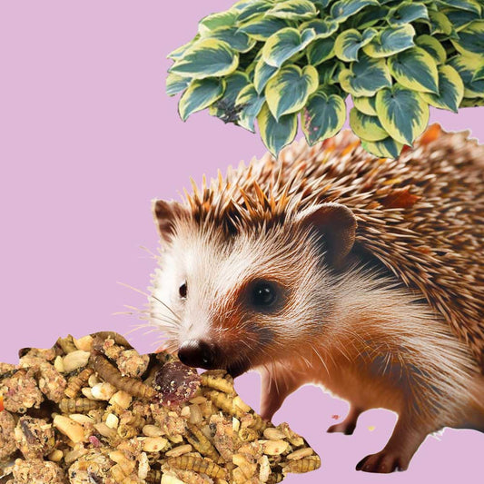 Hedgehog Food