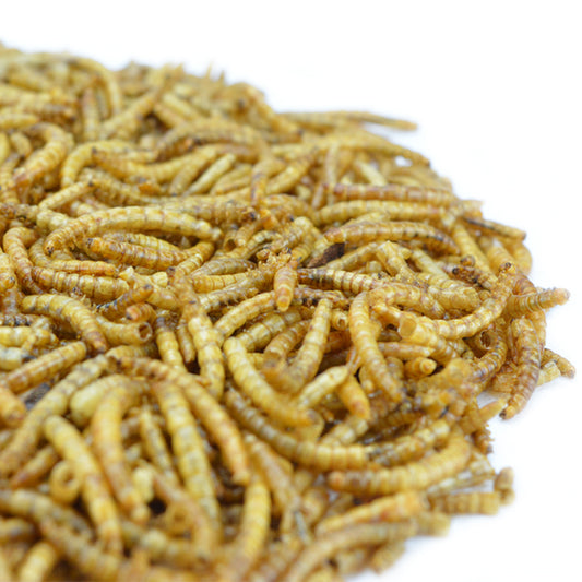 500g Dried Mealworms + 500g FREE