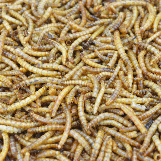 Dried Mealworms