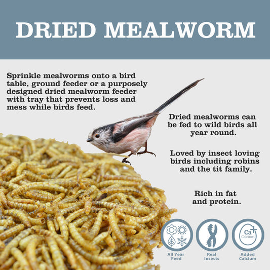 Dried Mealworms