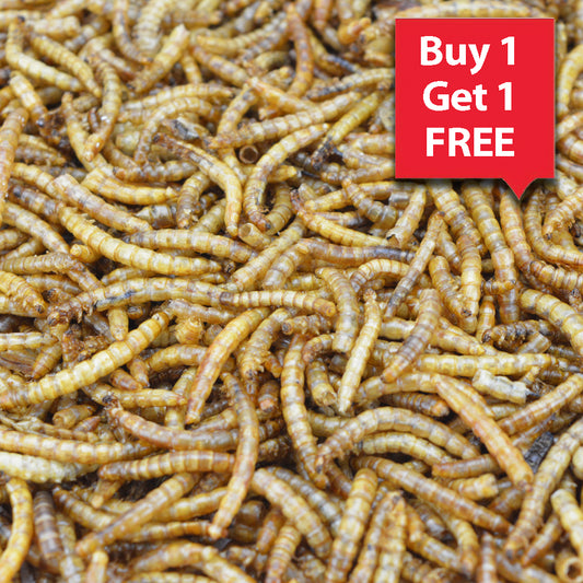500g Dried Mealworms + 500g FREE