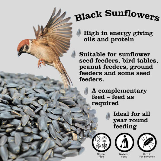 Black Sunflower