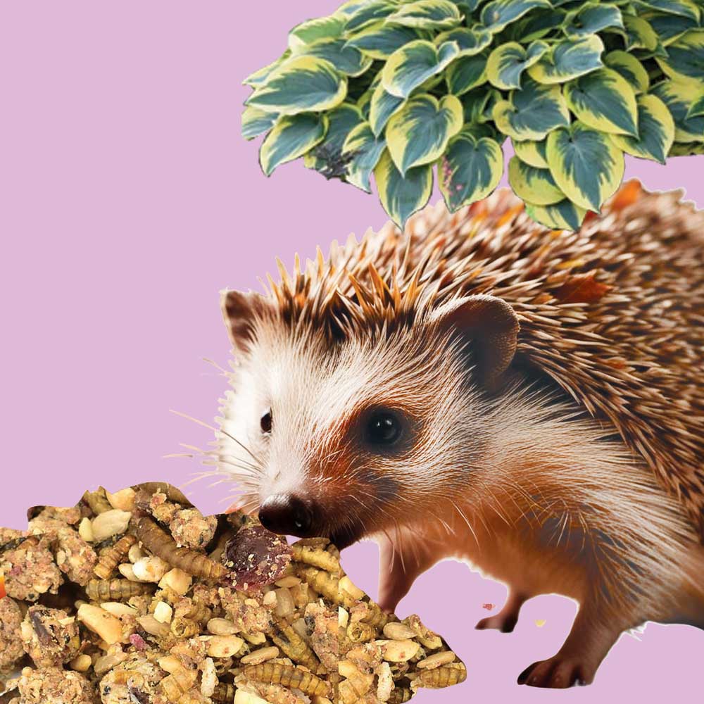 Hedgehog Food – Winston Wilds