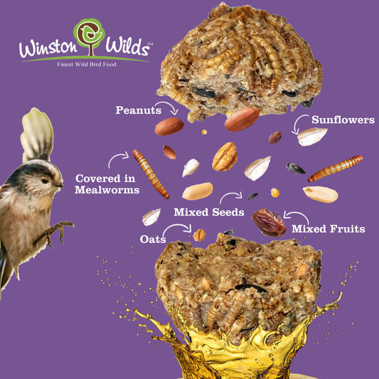 Mealworm Fat Balls