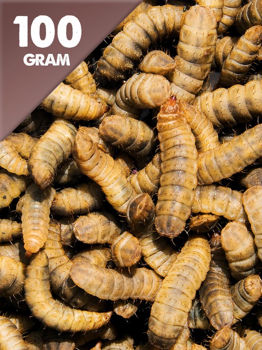 100g Dried Calci Worms