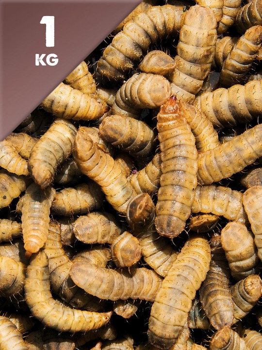 1kg Dried Calci Worms