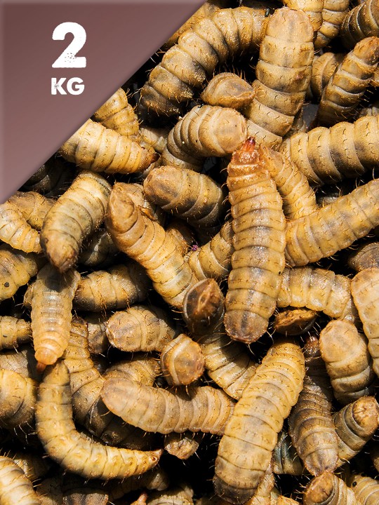 2kg Dried Calci Worms