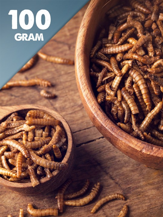 100g Dried Mealworms