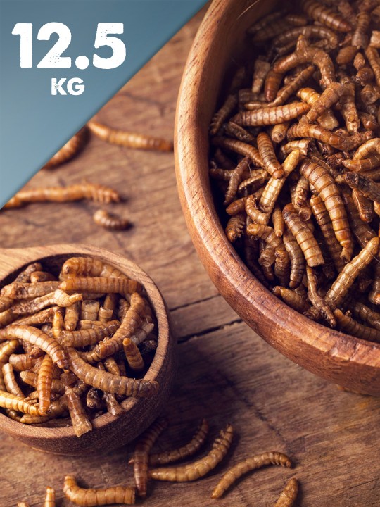 12.5kg Dried Mealworms