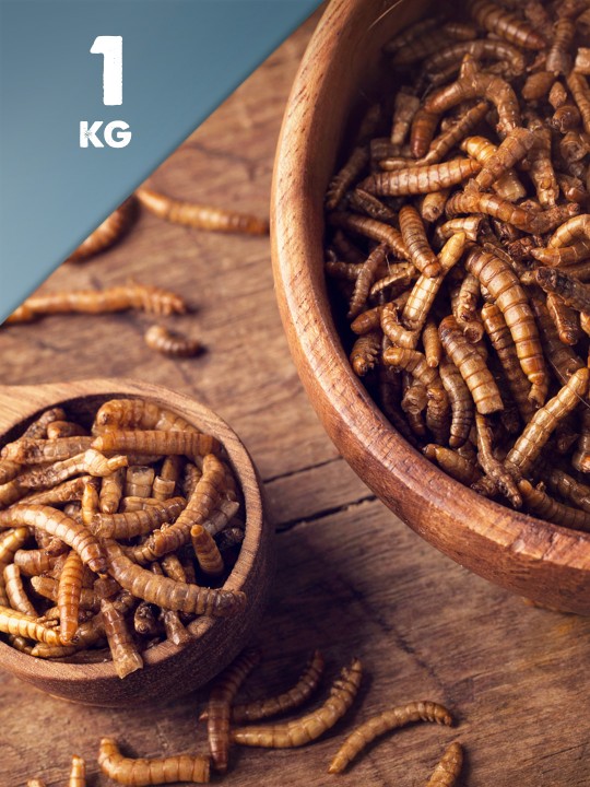 1kg Dried Mealworms