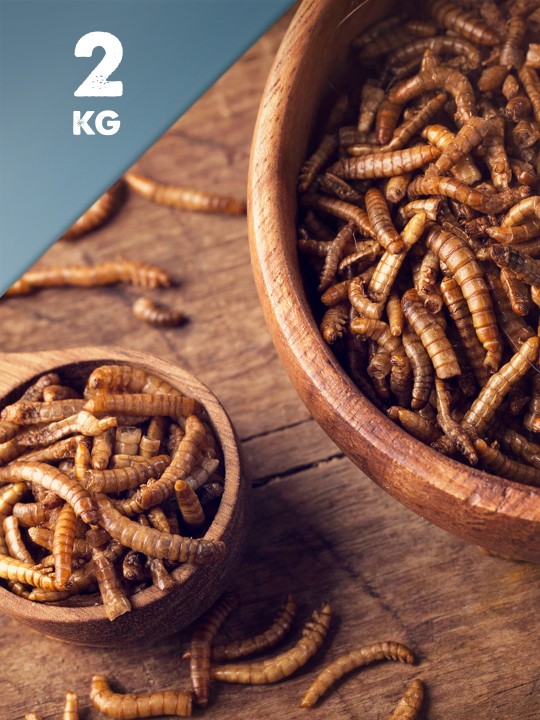 2kg Dried Mealworms