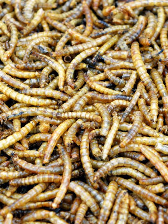 100g Dried Mealworms