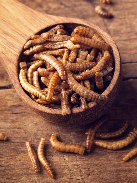 200g Dried Mealworms