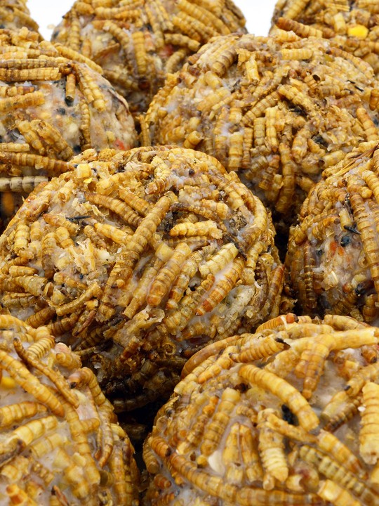 150 Pack Mealworm Fat Balls