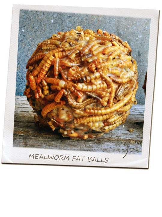 50 Pack Mealworm Fat Balls (Bucket)